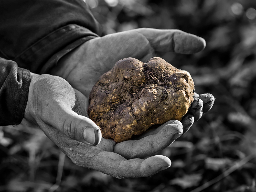 Tuscan_Truffles